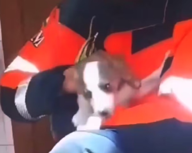 Después de tres días de búsqueda, rescataron vivo a un cachorro de un conducto de ventilación en España