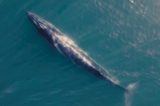 Aventura austral: la odisea para poder salvar a las fascinantes ballenas Sei en los mares del Sur