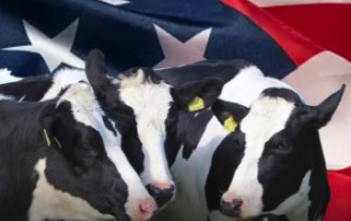 La OMS confirma un caso de gripe aviar en un hombre de Estados Unidos por contacto con ganado vacuno