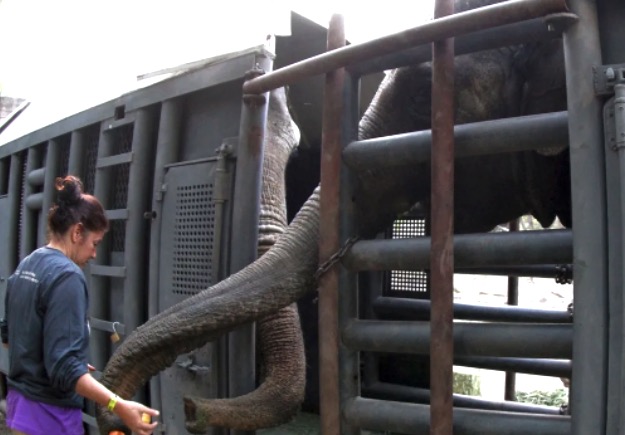 Un viaje hacia la libertad: tras una larga espera, las elefantas Pocha y Guillermina van a un santuario en Brasil