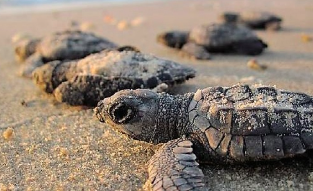 El porqué de que casi la totalidad de las tortugas marinas que están naciendo sean hembras