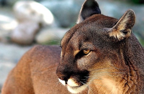 Día Internacional del Puma: el animal emblemático de América
