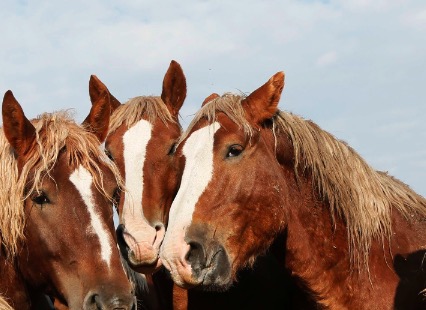 ¿Qué país es el más amigable con los animales?