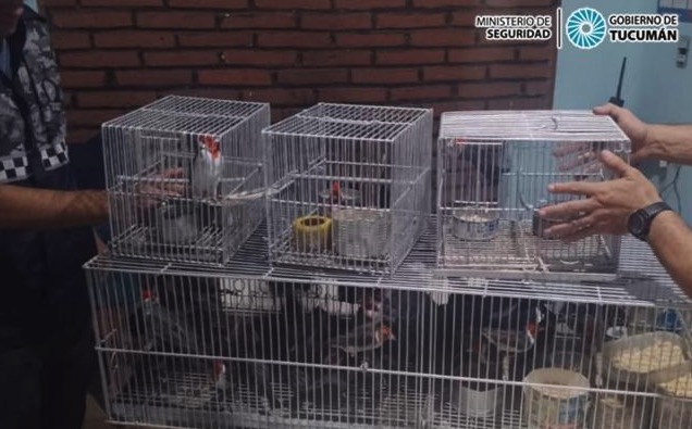 Tráfico y venta ilegal de fauna silvestre: rescatan 60 cardenales cautivos en una vivienda