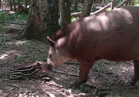 RABIA EN UN TAPIR: SE TOMAN MEDIDAS PARA PREVENIR CASOS EN LA RESERVA GUAYCOLEC