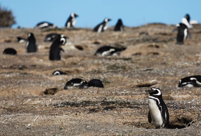 Condenaron a tres años de cárcel al empresario que aplastó con una topadora a pingüinos en Punta Tombo