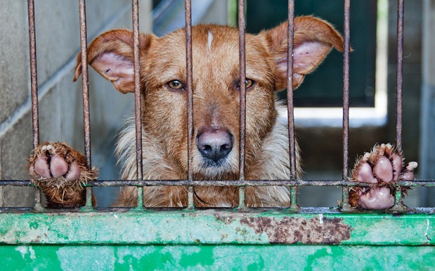 Día Internacional de los Derechos de los Animales