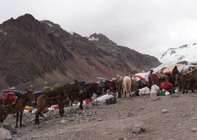 Polémica en el Aconcagua: se detectó maltrato animal en las mulas de los andinistas