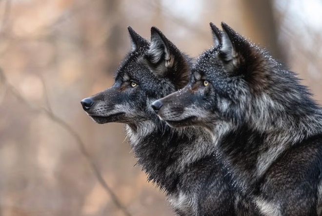 Nuevo estudio sugiere que los perros no fueron domesticados por los humanos, sino por elección propia