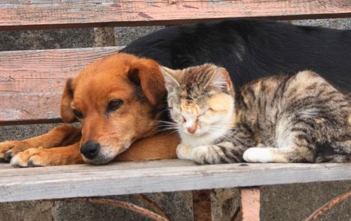 Alerta en Mar del Plata por el aumento de intoxicaciones en perros y gatos